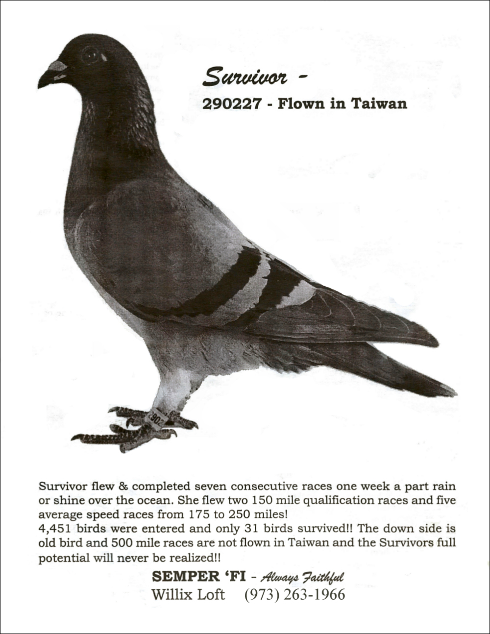 Survivor 290227 Flown in Taiwan
