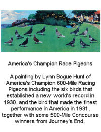 Americas Champion Racing Pigeons!