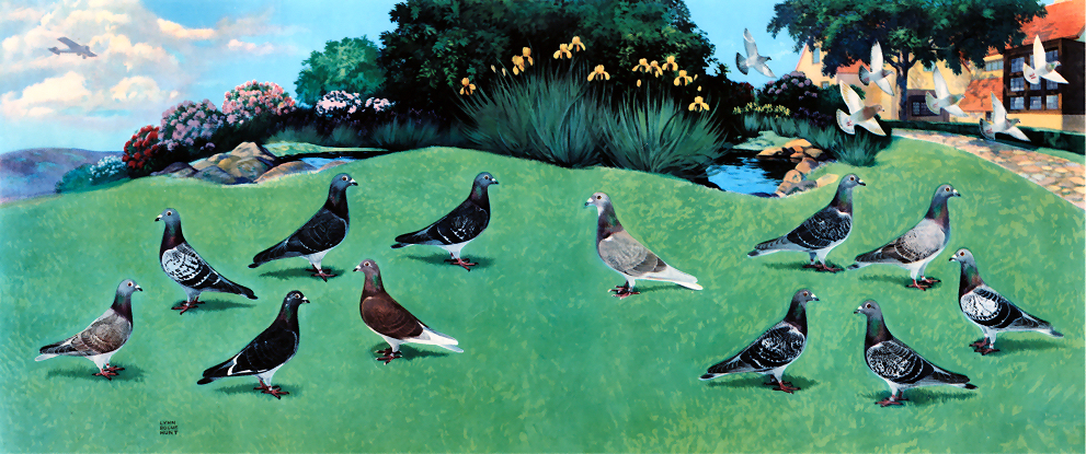 Americas Champion Race Pigeons imported from Europein 1925 by Curtis, ancestors of Baladin and Tordando's Ghost.