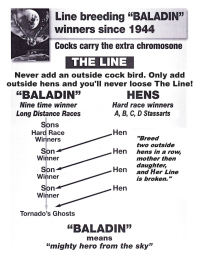 Baladin Winners!