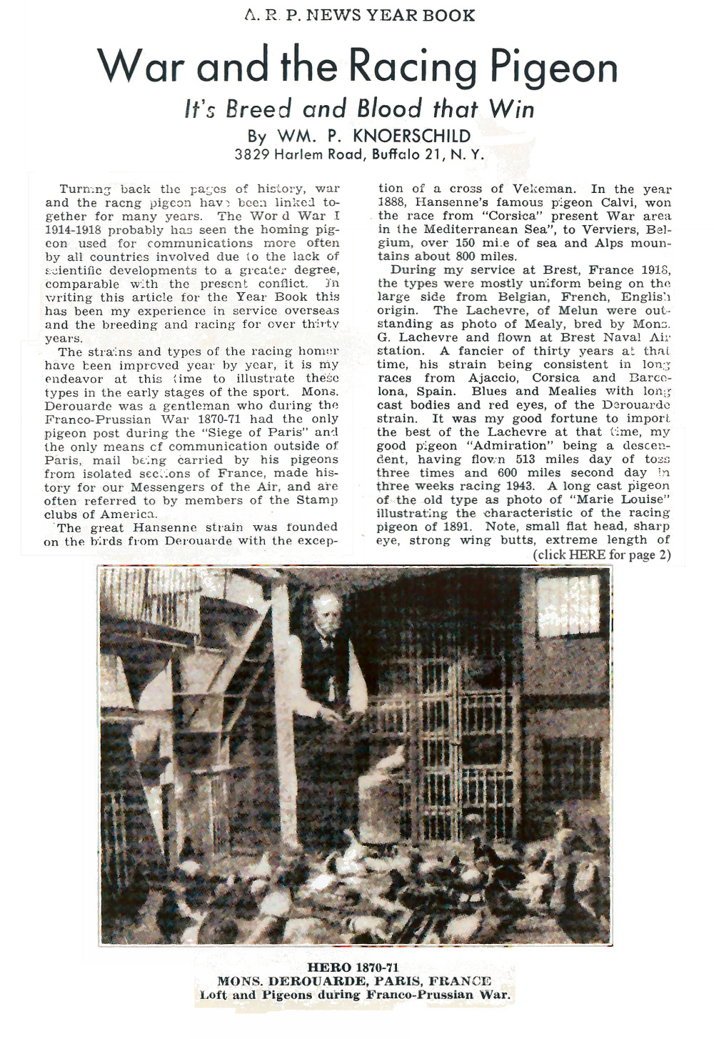 War and the Racing Pigeon page 1 of 2